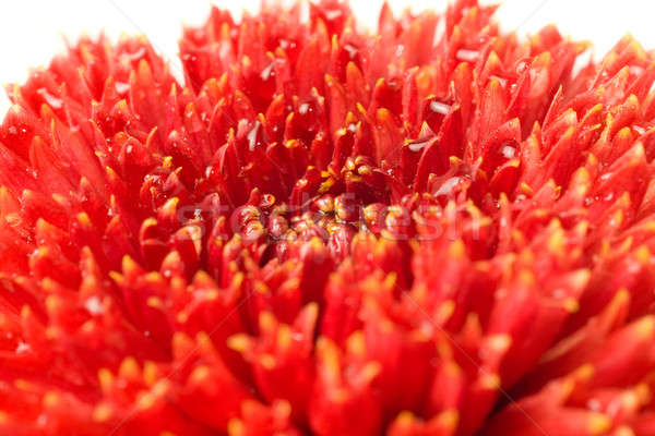 Macro of Red dahlia bud isolated Stock photo © Arsgera
