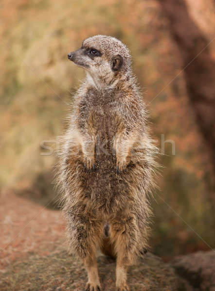 Wildlife in Africa: watchful meerkat Stock photo © Arsgera