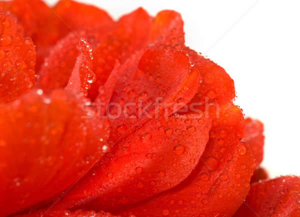 Stock fotó: Piros · tulipán · rügy · vízcseppek · fehér · extrém