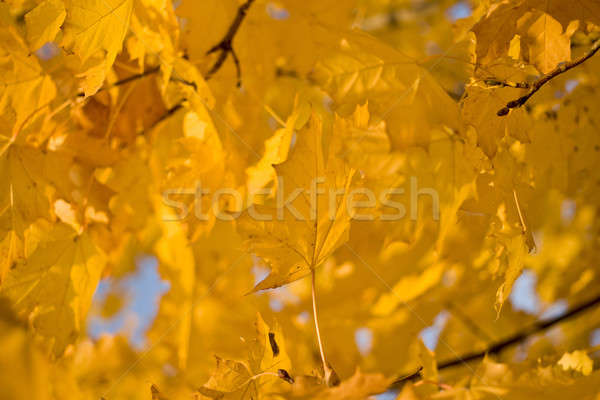 Golden Fall - yellow maple leaves Stock photo © Arsgera