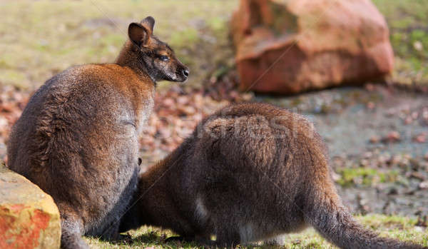 Two wallabies grazing in the wild Stock photo © Arsgera