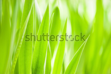 Primavera grama verde útil ambiental padrão grande Foto stock © Arsgera