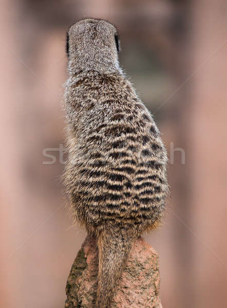 Back of the watchful meerkat on mound Stock photo © Arsgera