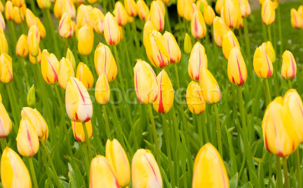 Dutch yellow tulips in Keukenhof park Stock photo © Arsgera