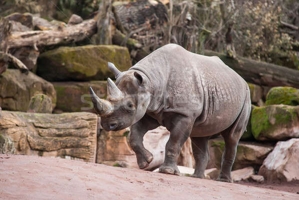 Zwierząt życia Afryki czarny nosorożec młodych Zdjęcia stock © Arsgera
