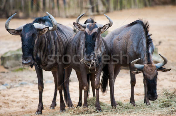 Csoport állatok Afrika állat élet emlősök Stock fotó © Arsgera