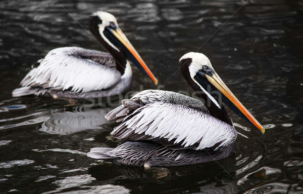 Peruvian Pelicans in the water Stock photo © Arsgera