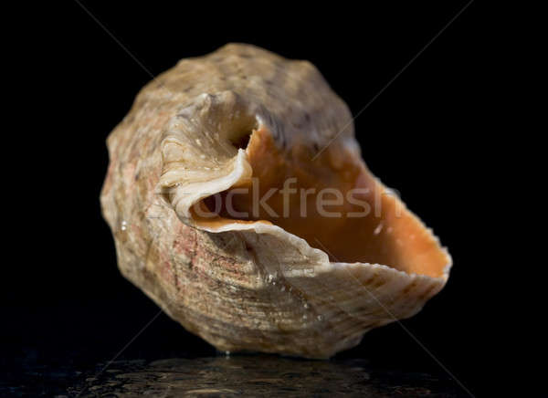 Shell Stock photo © Arsgera