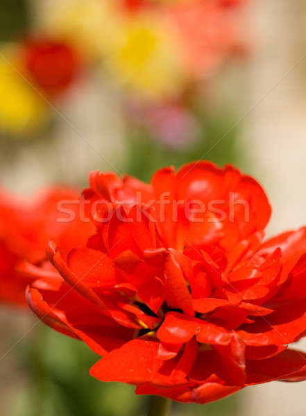 Primavera rosso tulipano bud fiori fiore Foto d'archivio © Arsgera