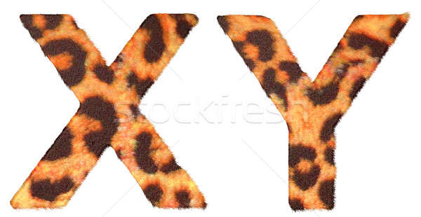 Stock photo: Leopard fur X and Y letters isolated