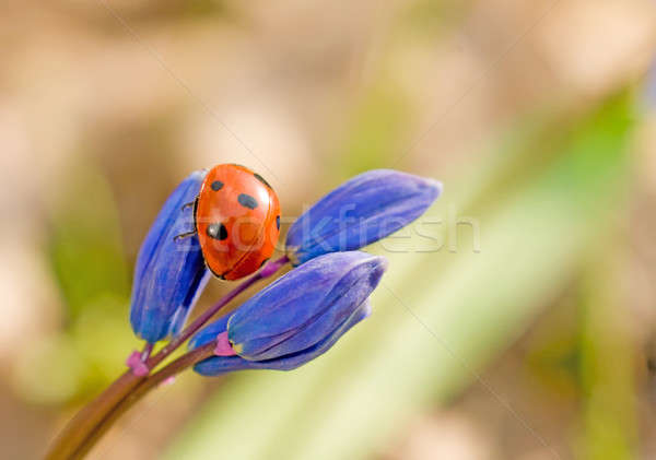 Foto d'archivio: Primo · piano · indietro · erba · natura · design · sfondo