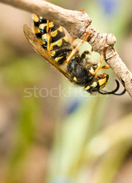Upside-down wasp on branch Stock photo © Arsgera