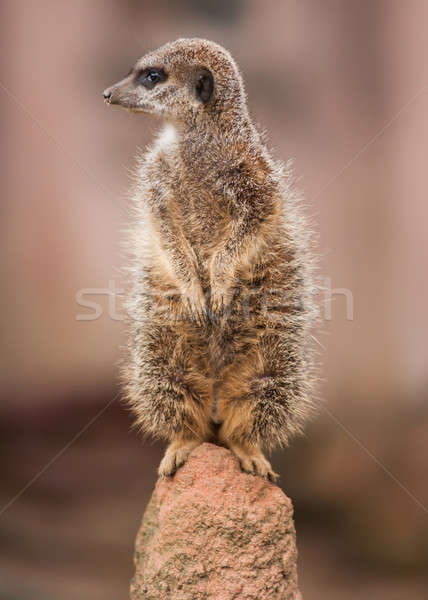 Alertness: watchful meercat on the mound Stock photo © Arsgera