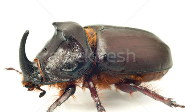 Side Macro view of rhinoceros or unicorn beetle  Stock photo © Arsgera