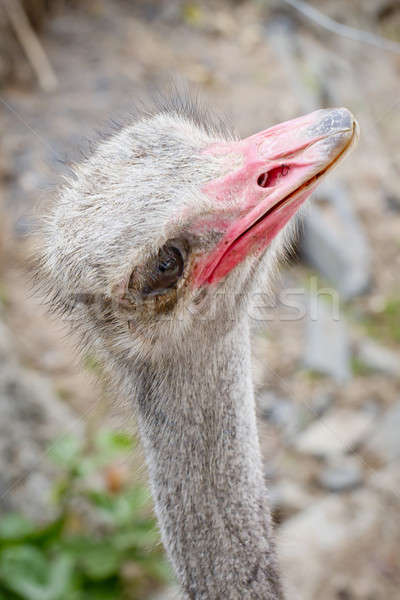 Ostrich head closeup - top view Stock photo © art9858