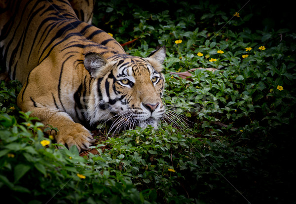 Tygrys patrząc zdobycz gotowy twarz Zdjęcia stock © art9858