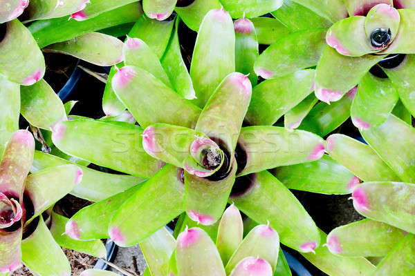 Pink Bromeliads Stock photo © art9858