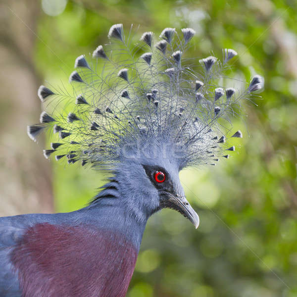 Victoria Crowned Pigeon (Goura victoria) close up Stock photo © art9858