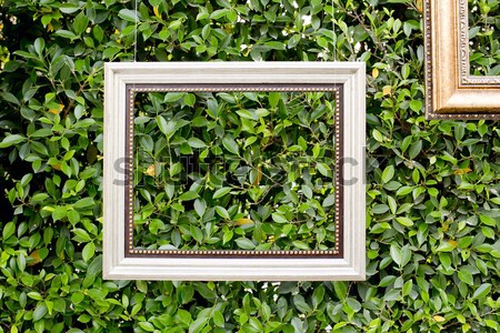 white color hanging photo frame isolated on green leaves Stock photo © art9858