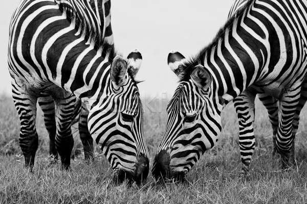 Stock photo: A Headshot of a Burchell's Zebra