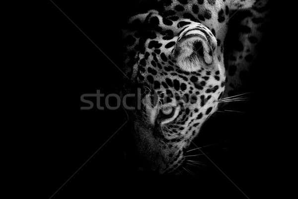 Jaguar portret oka charakter tle Tygrys Zdjęcia stock © art9858