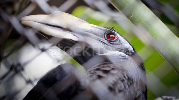 Bushy-Crested Hornbill, closeup in the zoo Stock photo © art9858