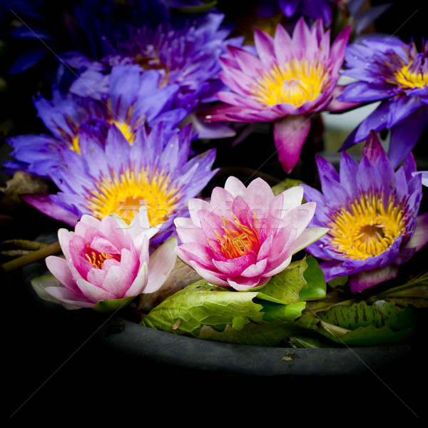 Lotus multicolored. Many colorful lotus flowers in earthen basin Stock photo © art9858