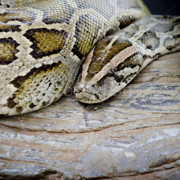 Close-up photo of burmese python (Python molurus bivittatus) iso Stock photo © art9858