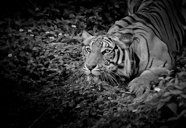 Feketefehér tigris néz zsákmány kész zsákmány Stock fotó © art9858
