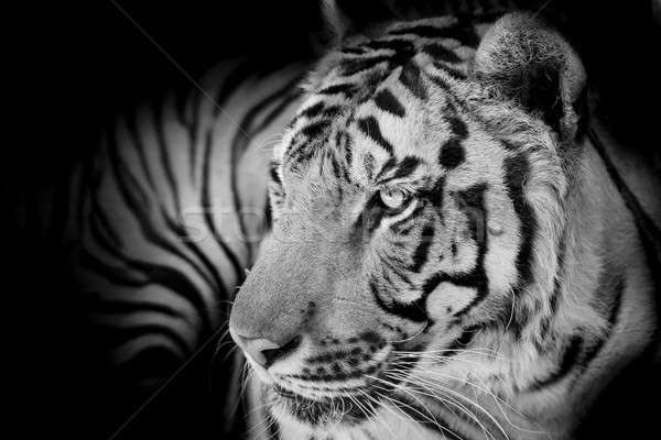 Close up tiger Stock photo © art9858