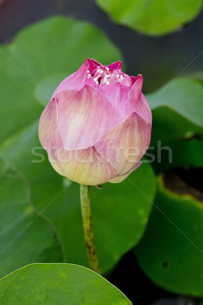 Blossom pink lotus flower Stock photo © art9858