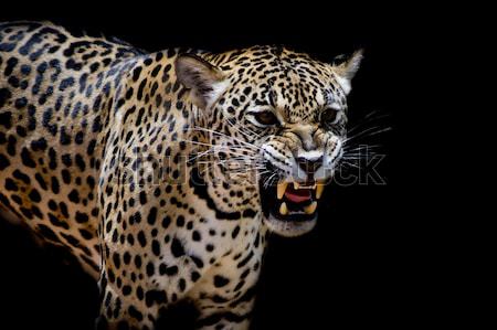 關閉 捷豹 肖像 性質 藝術 非洲 商業照片 © art9858
