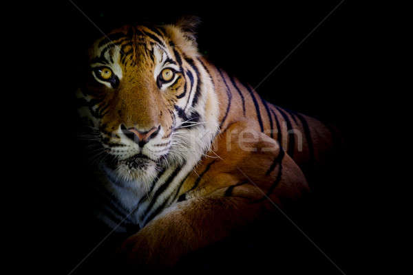 Tygrys oczy deszcz pomarańczowy kolor głowie Zdjęcia stock © art9858