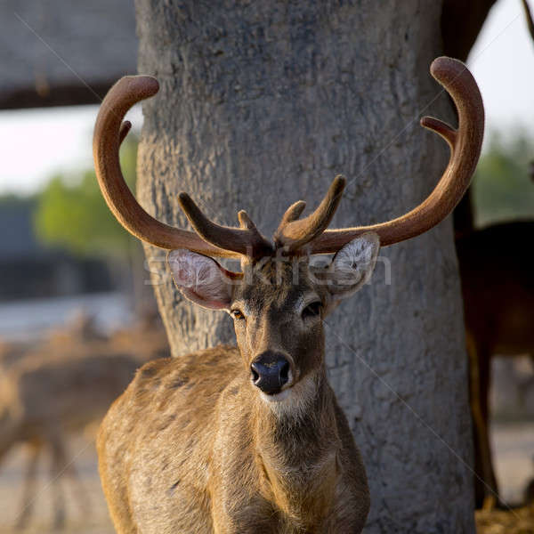 图像    红色    鹿    森林    场 / beautiful image of red der