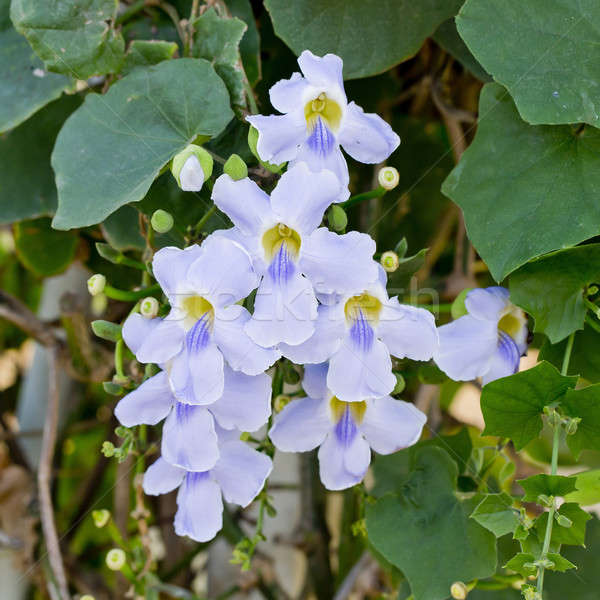 Weißen Blüten Blume Hochzeit Liebe Schönheit grünen Stock foto © art9858