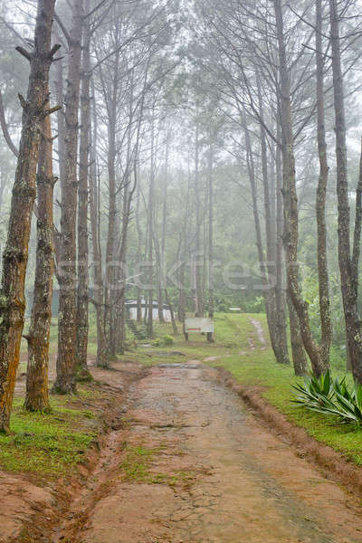 Forest trail among the deciduous and coniferous trees on a foggy Stock photo © art9858
