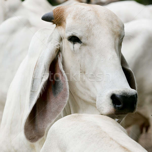 The long ears of cattle breeds Thailand on field Stock photo © art9858