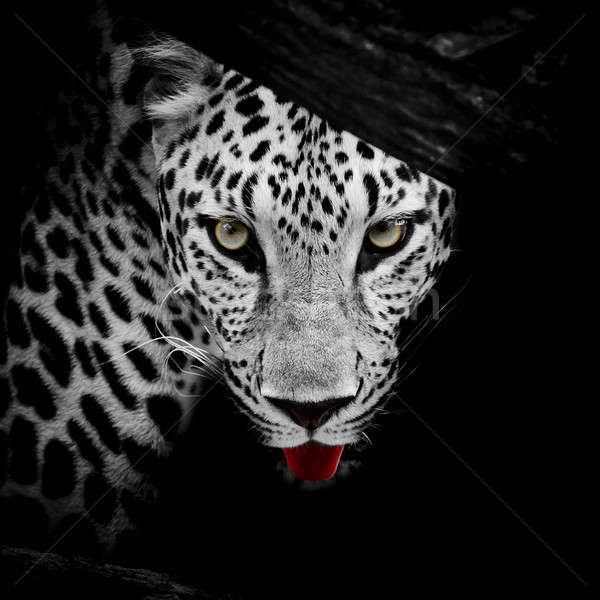ストックフォト: ヒョウ · 肖像 · 猫 · 芸術 · アフリカ