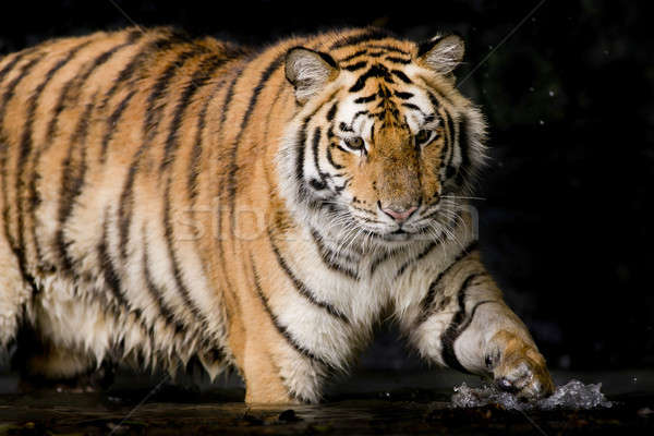 Portrait of tiger Stock photo © art9858