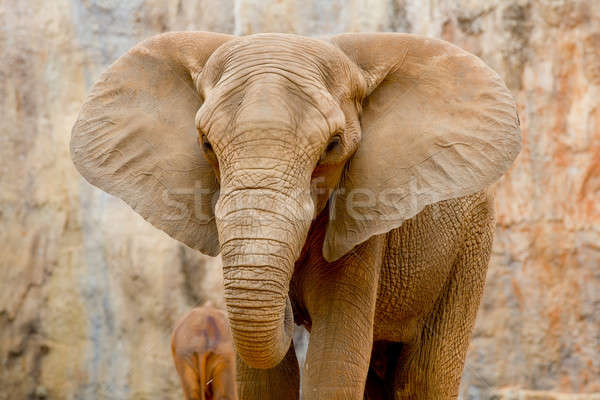 Foto stock: Elefante · textura · naturaleza · retrato · negro · cabeza