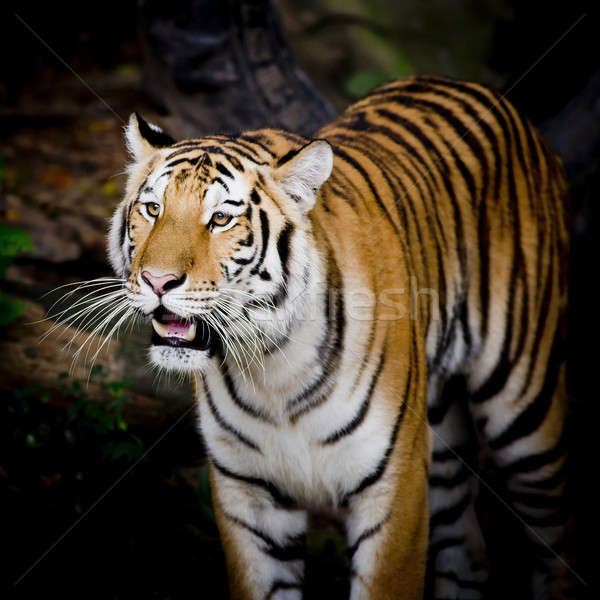 Tigre cara olhos fundo beleza Foto stock © art9858