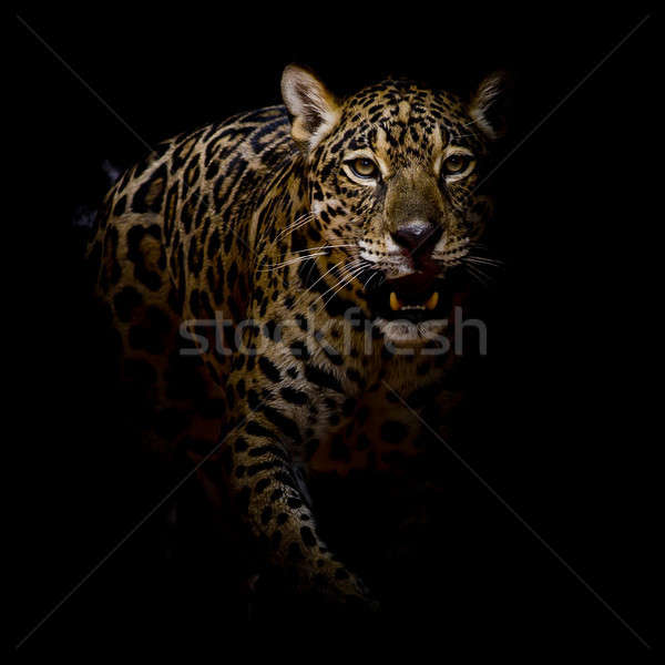 Leopardo retrato cara gato parque animal Foto stock © art9858