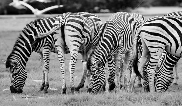 group of zebras Stock photo © art9858