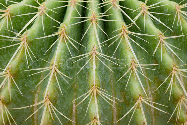 Kaktus wody liści ogród pustyni ziemi Zdjęcia stock © art9858