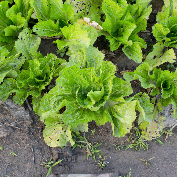 Agricultural industry. Growing salad lettuce on field Stock photo © art9858