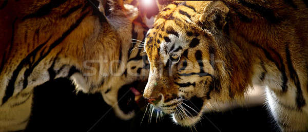 Dois tigres naturalismo ambiente Indonésia mamífero Foto stock © art9858
