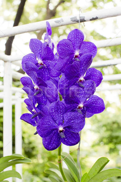 Fioletowy Orchidea kwiaty wody ślub projektu Zdjęcia stock © art9858