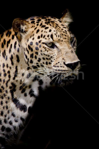 Imagine de stoc: Leopard · portret · faţă · natură · pisică · negru