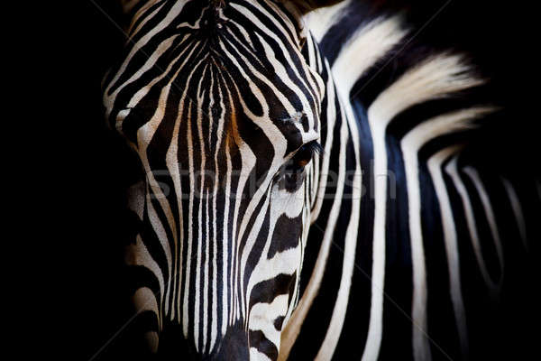 A Headshot of a Burchell's Zebra Stock photo © art9858