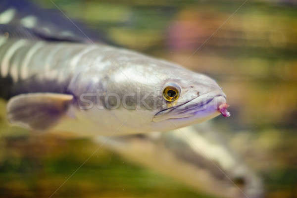 Foto stock: Peixe · água · olho · natureza